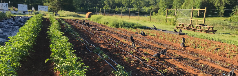 The Students of Morven Kitchen Garden