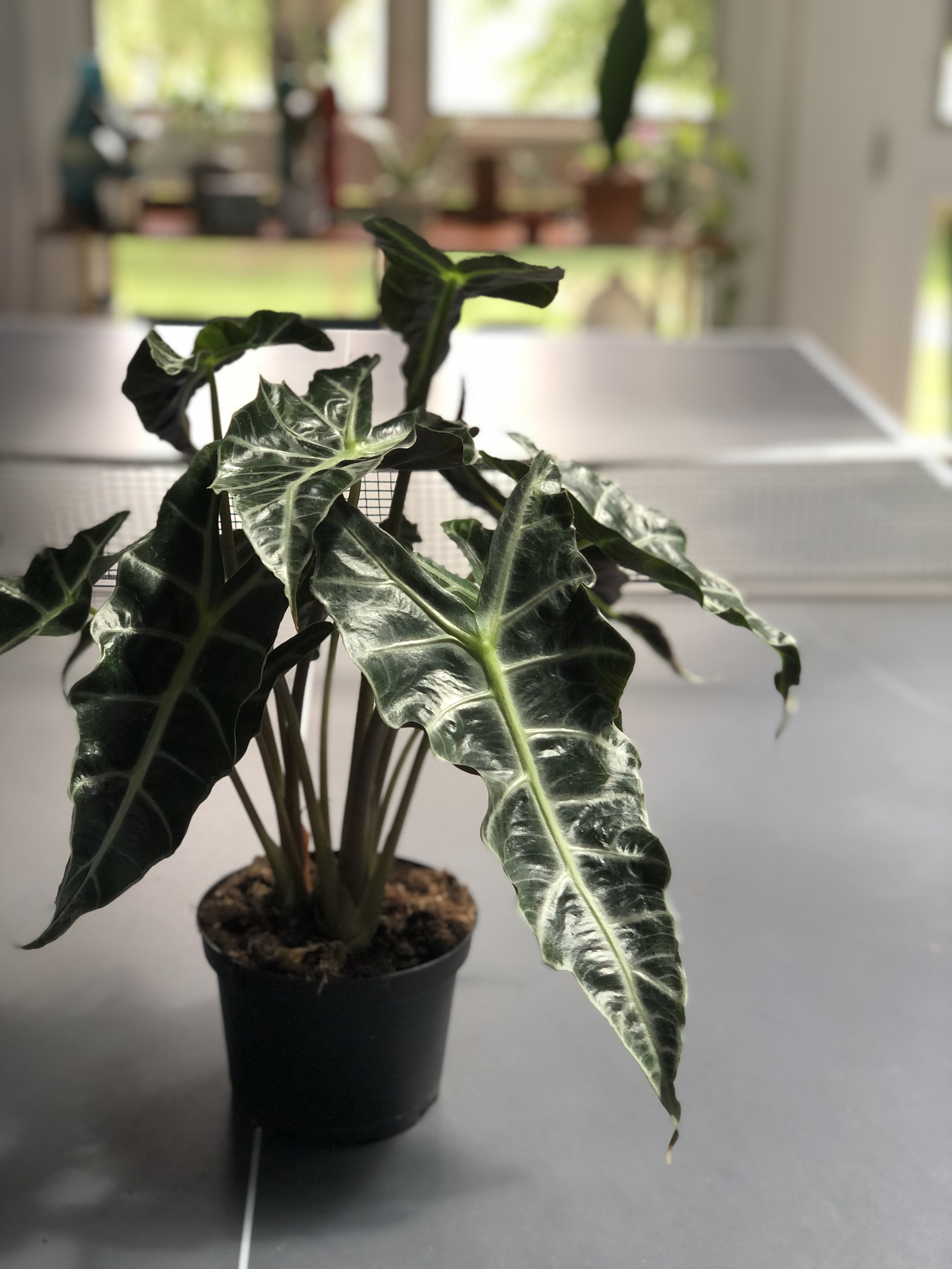 Plant Club At UVA